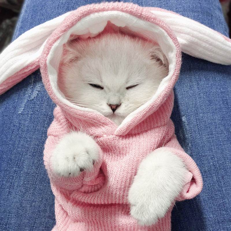 Cute Rabbit Sweater Dog Clothes - Shop Jobie