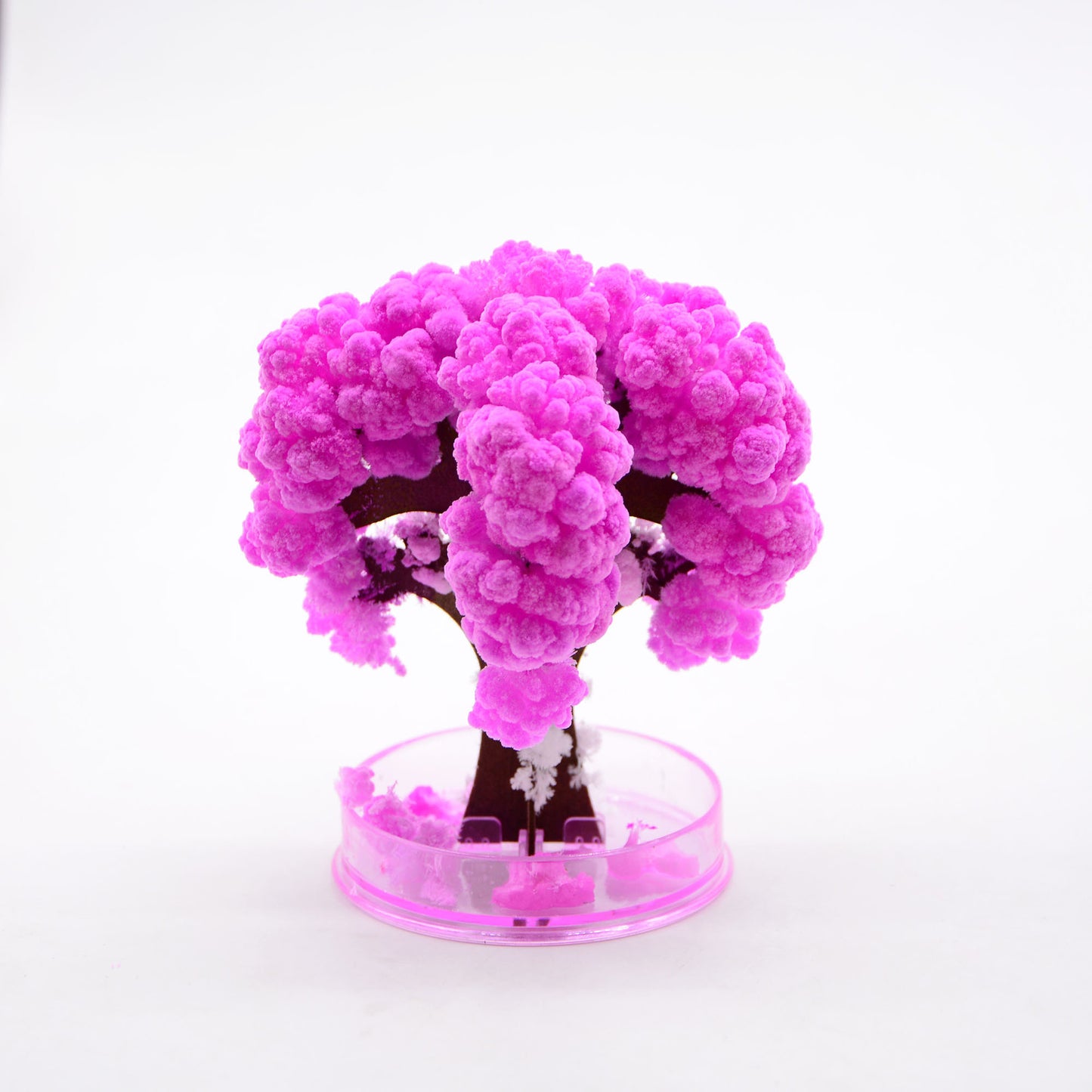 DIY Paper Experiment - Magic Cherry Blossom Tree