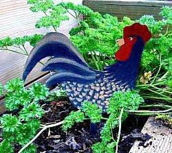 TUCKER the CHICKEN 994 - Shop Jobie