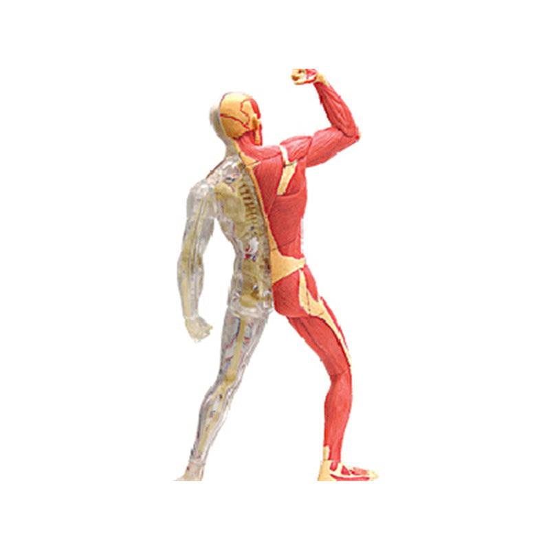 4D Anatomy Model - Human Muscles & Organs