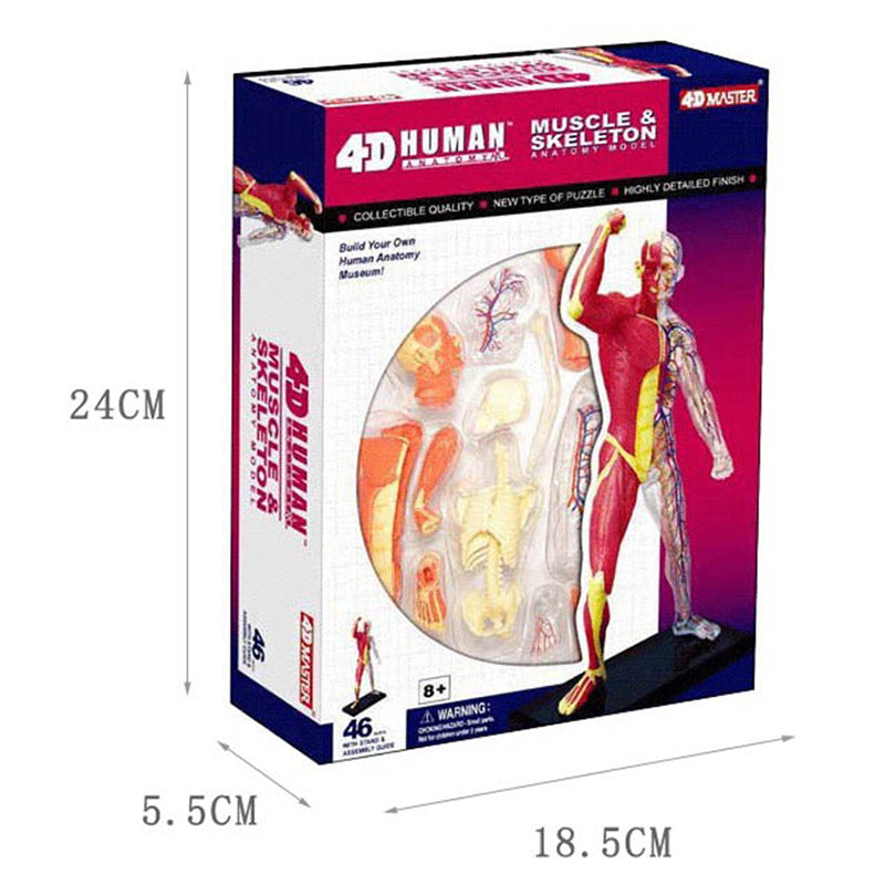 4D Anatomy Model - Human Muscles & Organs