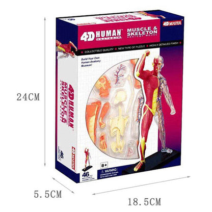 4D Anatomy Model - Human Muscles & Organs