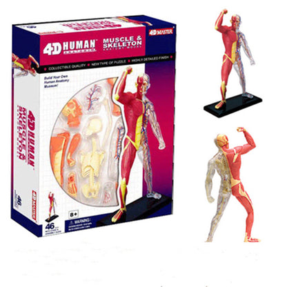 4D Anatomy Model - Human Muscles & Organs