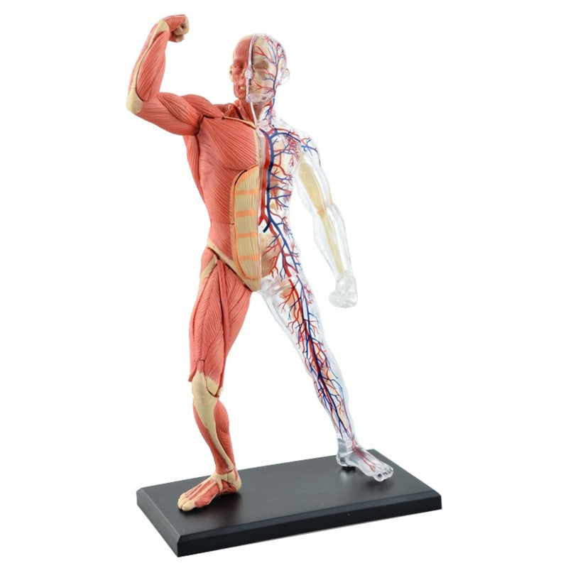4D Anatomy Model - Human Muscles & Organs
