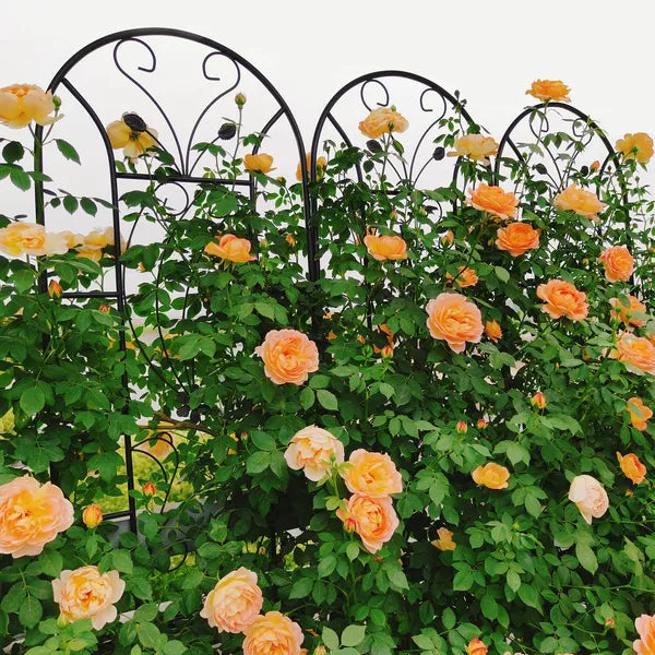 4 Pack Metal Garden Trellis Peacock Style