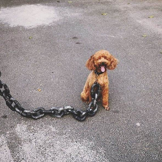 Fun Pets Faux Iron Chain! - Shop Jobie