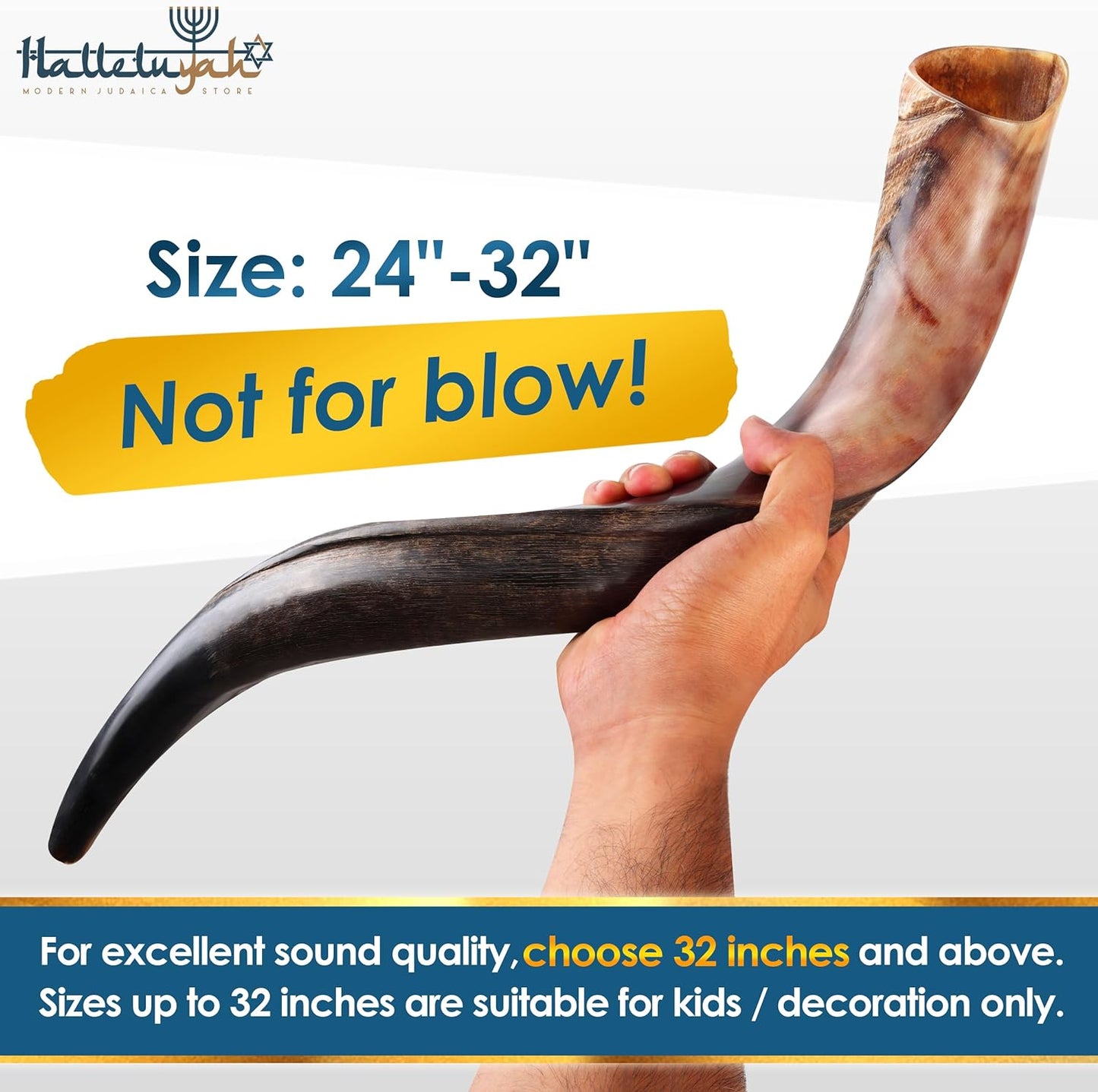 Yemenite Kudu Shofar from Israel plus Free Bonus Ram Horn