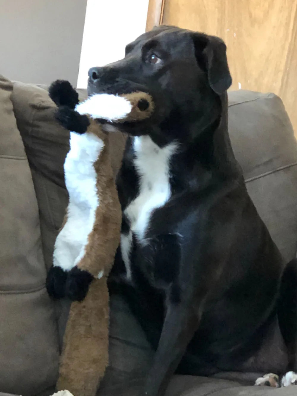 Adorable Animal No-Stuffing Dog Toy with Squeakers