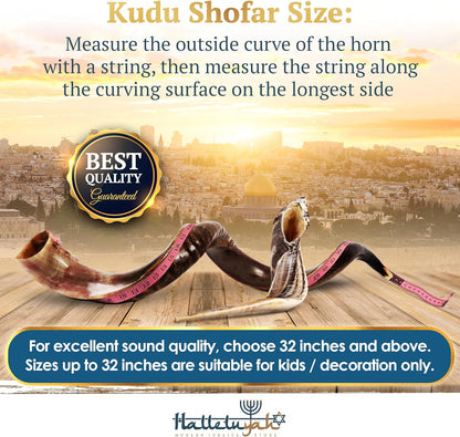 Yemenite Kudu Shofar from Israel plus Free Bonus Ram Horn